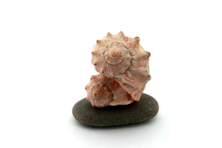 sea seashells and stone on white backgroundの写真素材