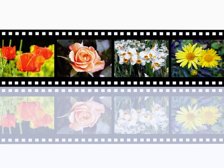 Flower Impressionsの写真素材
