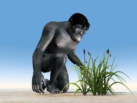 Homo Habilis - Human Evolutionの写真素材
