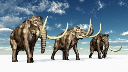 Mammothsの写真素材