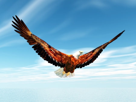 Sea Eagleの写真素材