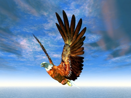 Sea Eagleの写真素材