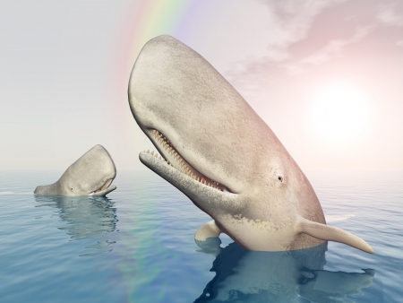 Sperm Whalesの写真素材