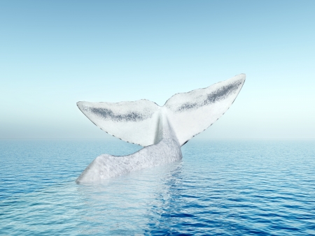 Tail Fin of a Sperm Whaleの写真素材