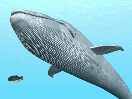 Blue Whaleの写真素材