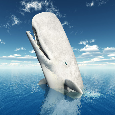 Sperm Whaleの写真素材