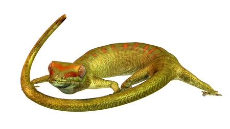 Gecko isolated on whiteの写真素材