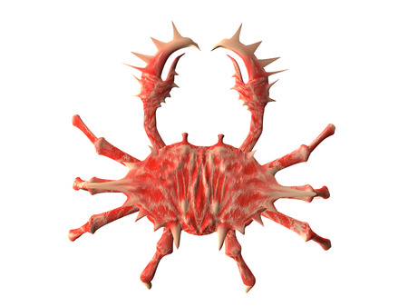 Red Crab isolated on whiteの写真素材