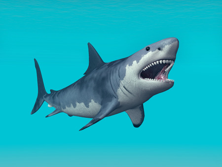 Great White Sharkの写真素材