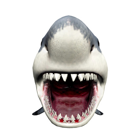 Great White Shark isolated on white backgroundの写真素材