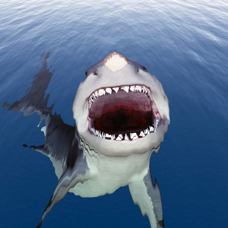 Great White Sharkの写真素材