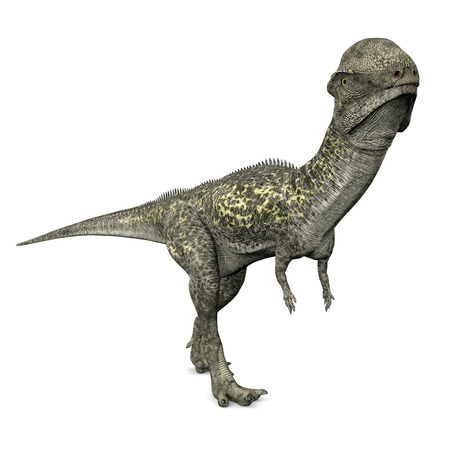 Dinosaur Stegocerasの写真素材