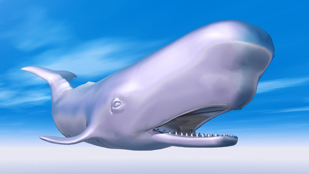 Silver Sperm Whaleの写真素材