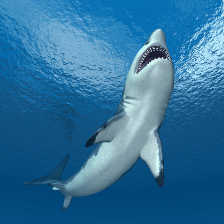 Great White Sharkの写真素材