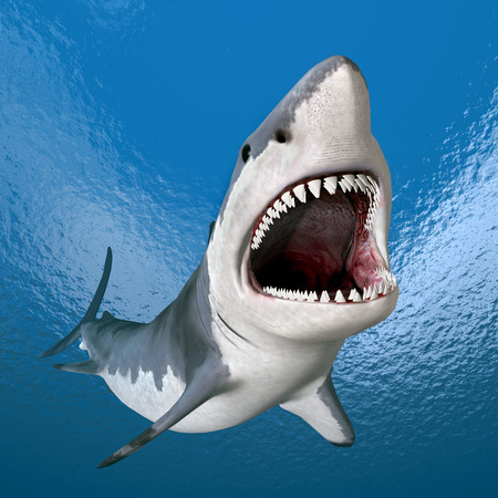 Great White Sharkの写真素材