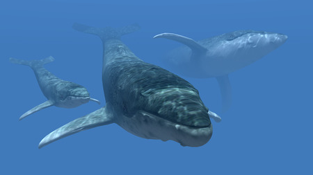 Whalesの写真素材