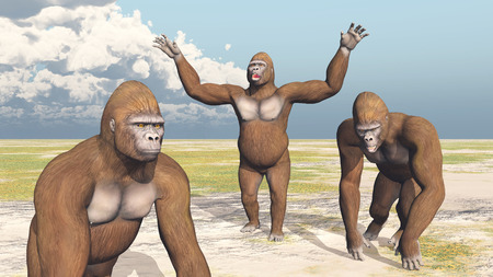 Three Gorillasの写真素材
