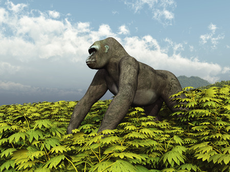 Silverback Gorillaの写真素材