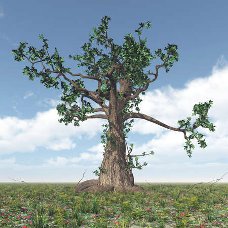 Great gnarled treeの写真素材