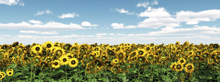 Sunflowersの写真素材
