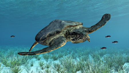 Giant sea turtle Archelonの写真素材