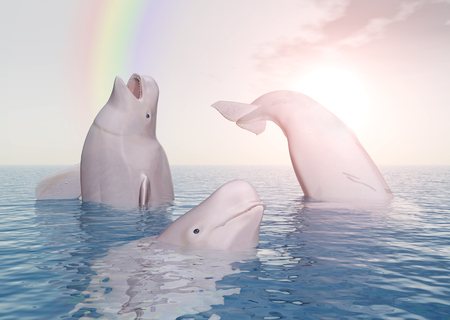 Beluga whales and rainbowの写真素材