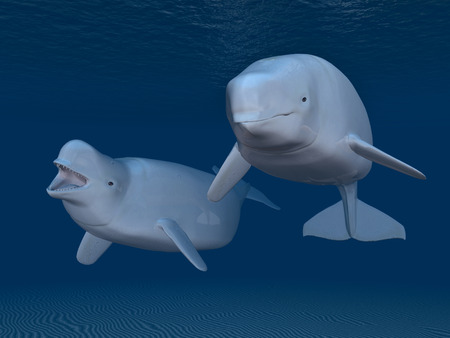 Beluga whalesの写真素材