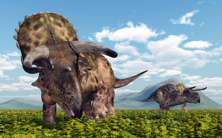 Dinosaur Nasutoceratopsの写真素材