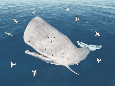 Emerging sperm whale and seagullsの写真素材
