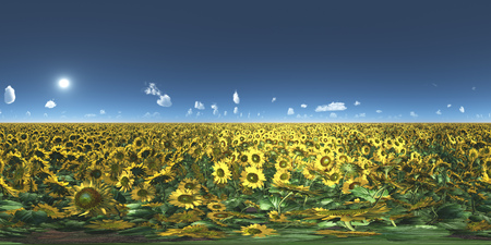 Spherical 360 degrees seamless panorama with a field of sunflowersの写真素材