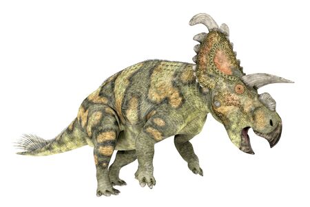 Dinosaur Albertaceratops isolated on white backgroundの写真素材