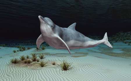 Dolphin in an underwater landscapeの写真素材