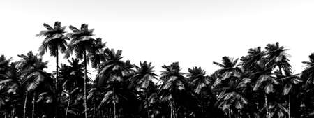 Tropical rainforest in black and white