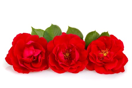 Rose and Romanceの写真素材