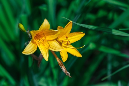 Yellow lilyの写真素材
