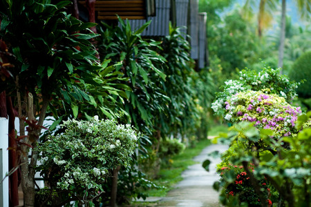 Tropical vegetationの写真素材
