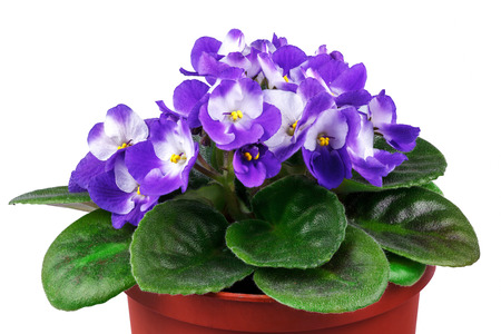 Tropical vegetationの写真素材