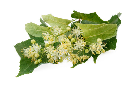 Linden flowers isolated on white backgroundの写真素材
