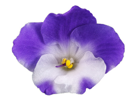 violet flower on white backgroundの写真素材