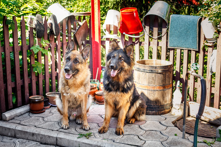 Head of long haired german shepherd dog