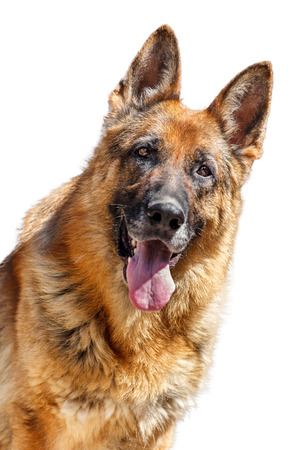Head of  german shepherd dog looking happy, isolated on whiteの写真素材
