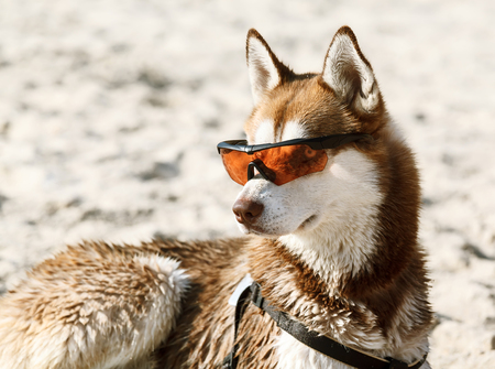 Husky laying in sun glasses on sand beachの写真素材