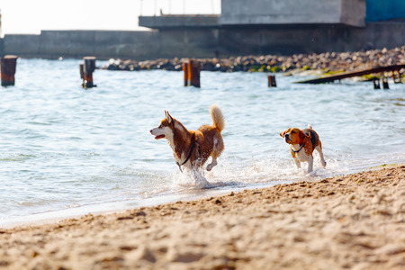 husky running on the beach in waterの写真素材