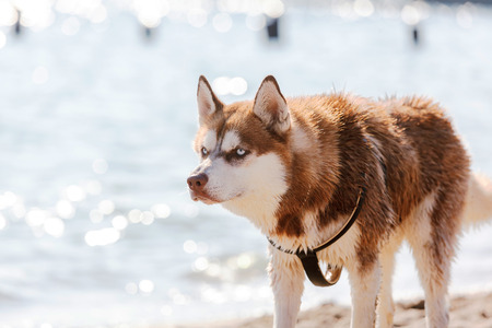 Head of Siberian Red Husky with blue eyeの写真素材