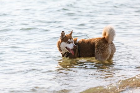 husky running on the beach in waterの写真素材