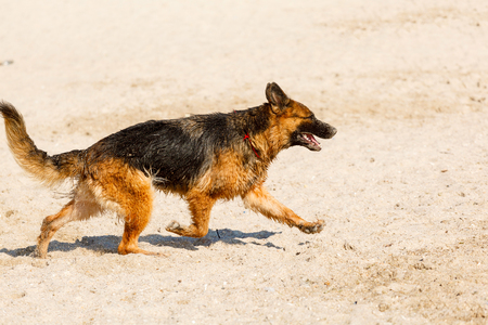 long haired german shepherd dog running on the beachの写真素材