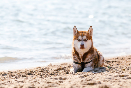 Head of Siberian Red Husky with blue eyeの写真素材