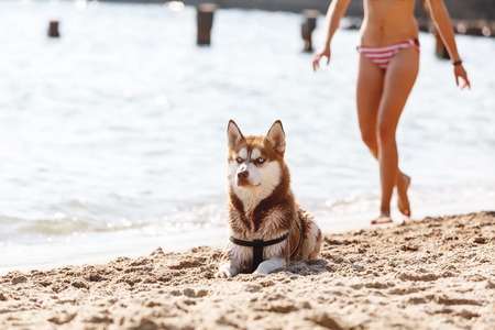 Head of Siberian Red Husky with blue eyeの写真素材