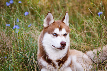 Siberian Brown Husky with blue eye at the green grassの写真素材