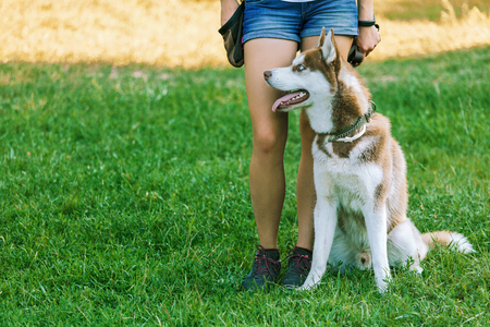 girl in denim shorts with a husky sitting on the grassの写真素材